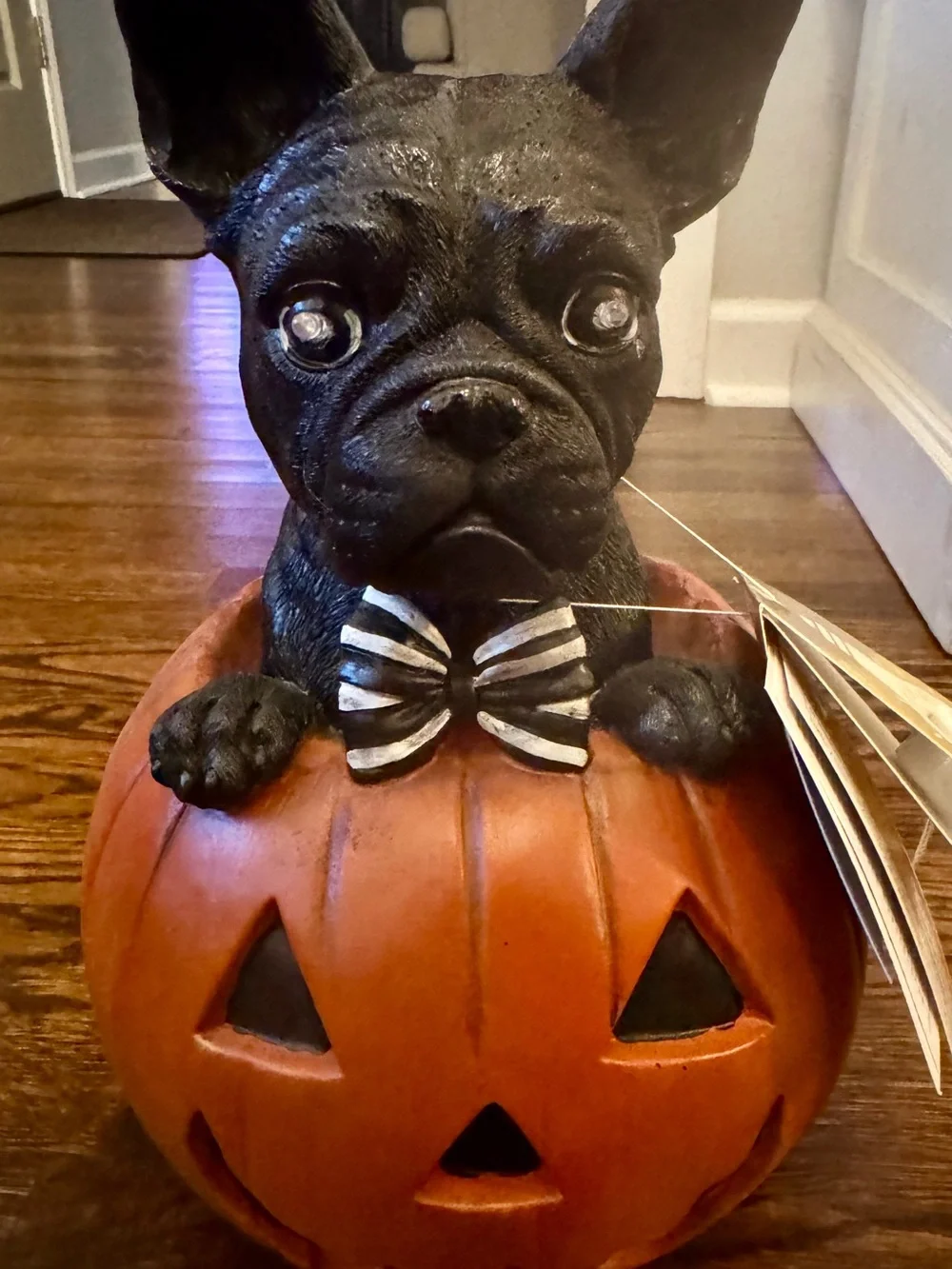 French Bulldog charming black